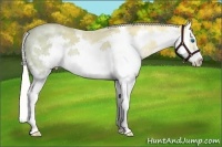 Horse Color:Silver Amber Champagne Ice Splash Frame 