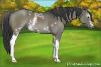 Horse Color:White Spotted Black 