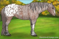 Horse Color:Brown Appaloosa and Bay Appaloosa
