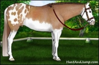 Horse Color:Chestnut Splash Appaloosa 