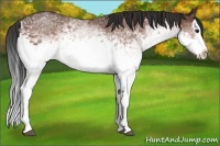 Horse Color:White Spotted Bay Splash 