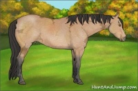 Horse Color:Buckskin Ice 
