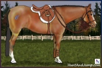 Horse Color:White Spotted Bay Sabino Rabicano