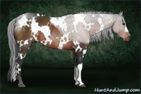 Horse Color:White Spotted Bay Rabicano 