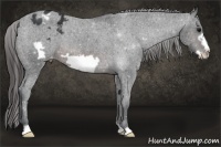 Horse Color:Brown Frame Appaloosa 