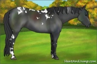 Horse Color:Black Tobiano 