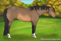Horse Color:Buckskin 