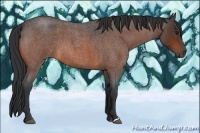Horse Color:Bay Roan 