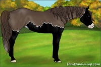 Horse Color:Liver Chestnut Splash 