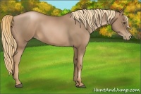 Horse Color:Liver Chestnut Pearl