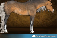 Horse Color:Silver Buckskin Sabino 