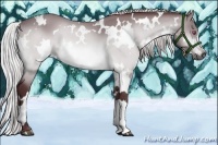 Horse Color:White Spotted Chocolate Silver Bay Chinchilla 