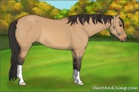 Horse Color:Bay Dun Frame 