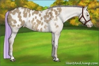 Horse Color:Painted Chocolate Palomino Dun Sabino Blanket 