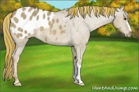 Horse Color:Painted Chocolate Palomino Dun Blanket