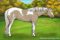 Horse Color:White Spotted Silver Grullo Tobiano 