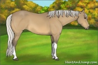 Horse Color:Silver Buckskin Tobiano Rabicano 