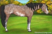 Horse Color:White Spotted Bay Ice Rabicano and White Spotted Bay Ice Frame Rabicano