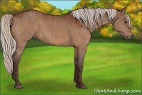 Horse Color:Silver Bay  and Silver Bay 