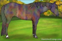 Horse Color:Nacre Black  and Nacre Brown 