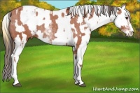 Horse Color:Bay Sabino Appaloosa Rabicano  and Buckskin Dun Sabino Appaloosa Rabicano 