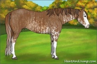 Horse Color:Bay Dun Sabino Splash and Chestnut Splash