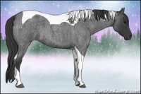 Horse Color:Blue Roan Tobiano