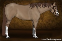 Horse Color:Liver Red Dun 