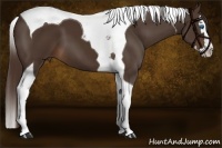 Horse Color:Liver Chestnut Sabino Splash Tobiano 