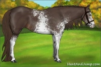 Horse Color:White Spotted Liver Chestnut 