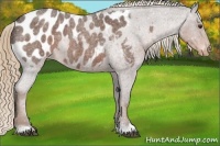 Horse Color:Liver Red Roan Appaloosa