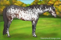 Horse Color:Brown Appaloosa  and Brown Frame Appaloosa 