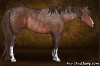 Horse Color:Bay Rabicano and Liver Chestnut
