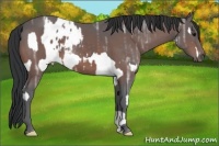 Horse Color:Bay Ice Splash Appaloosa and Bay Ice