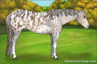 Horse Color:Buckskin Ice Appaloosa and Buckskin Ice Sabino Appaloosa