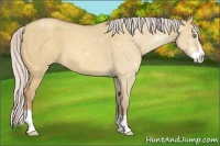 Horse Color:Silver Amber Champagne Dun Splash 