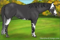 Horse Color:Smoky Black Splash