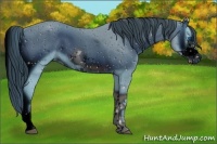 Horse Color:ERROR: UNKNOWN ANOMALY