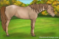 Horse Color:Liver Chestnut Pearl 