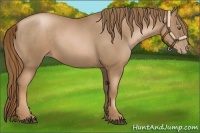 Horse Color:Liver Chestnut Pearl