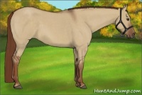 Horse Color:Red Dun Roan 