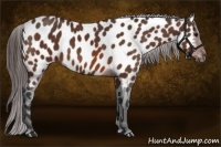 Horse Color:Bay Near Leopard 