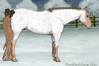 Horse Color:Red Roan Appaloosa 