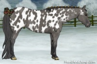 Horse Color:Grullo Near Leopard 