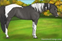 Horse Color:Smoky Black Sabino Tobiano Rabicano