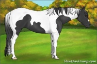 Horse Color:Black Tobiano 