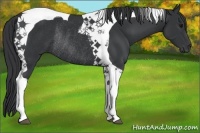 Horse Color:Black Tobiano Rabicano 