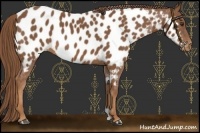 Horse Color:Chestnut Near Leopard 