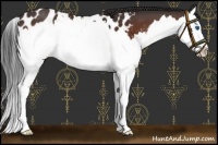 Horse Color:Bay Splash Near Leopard