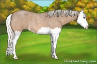 Horse Color:Silver Buckskin Roan Splash 